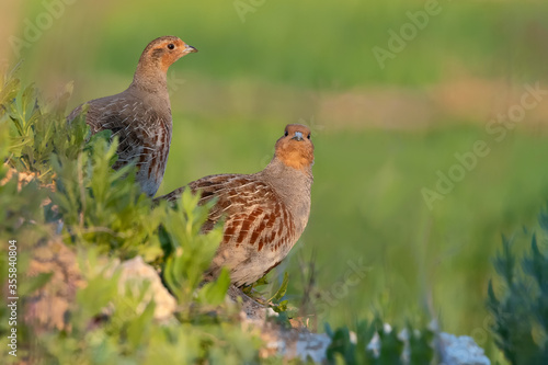 Wild bird partridge. Warm colors nature background. Bird: Grey Partridge Perdix perdix