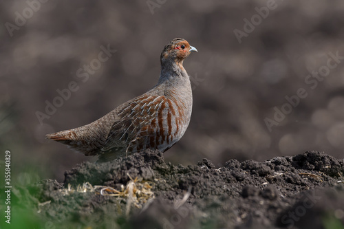 Wild bird partridge. Grey Partridge Perdix perdix