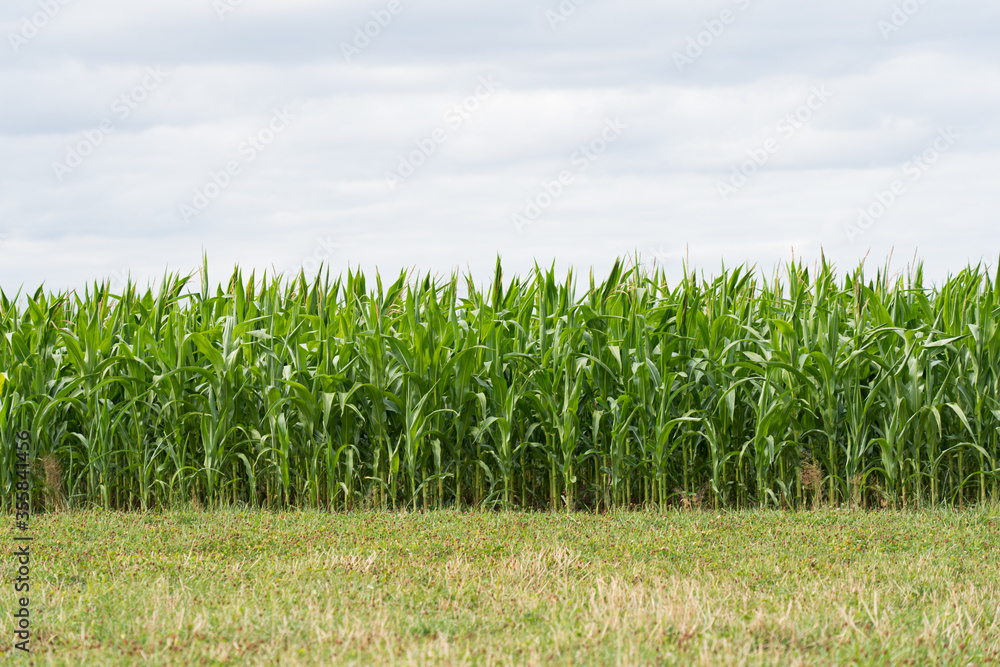 Obraz premium Maisfeld