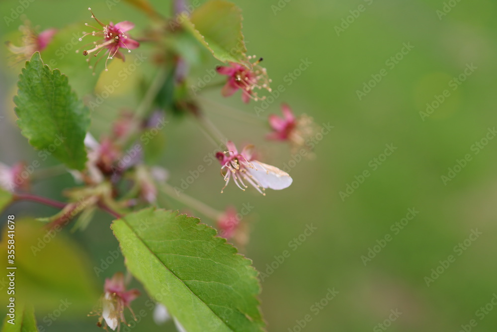 The pink calyx, the stigma and stamen of the pistil close-up after the petals of the cherry blossoms fall in late springtime. The pink calyx, the stigma and stamen of the pistil close-up after the petals of the cherry blossoms fall in late springtime.