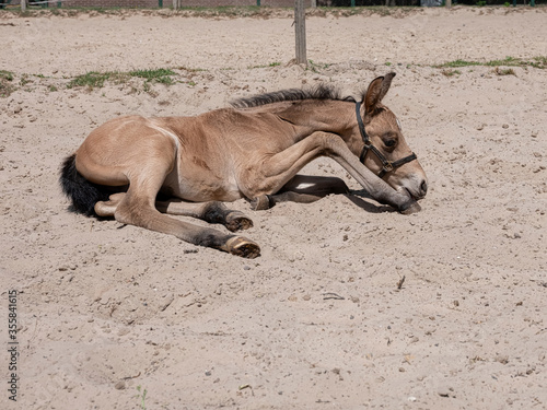 A yellow stallion foal in a horse arena. The foal is in the sand