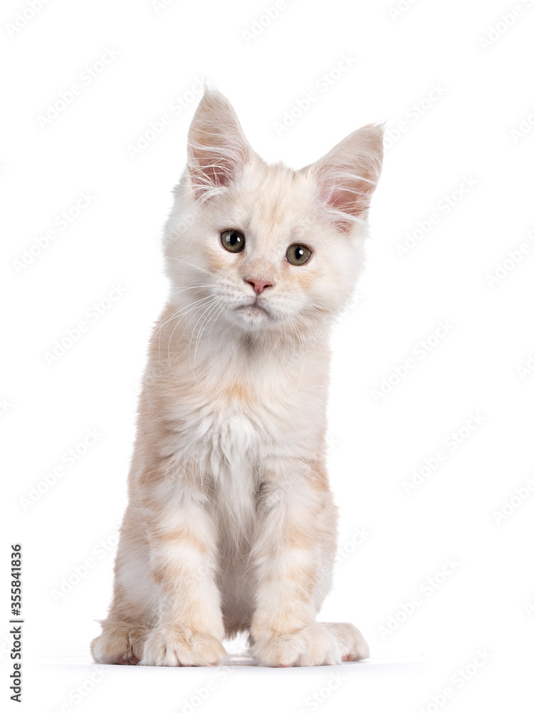 Sweet red shaded Maine Coon cat kitten, sitting up facing front. Looking beside camera with droopy eyes. Isolated on white background.