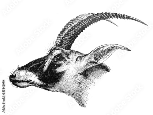 Deer bluebuck (Hippotragus leucophaeus) / Antique engraved illustration from Brockhaus Konversations-Lexikon 1908 photo