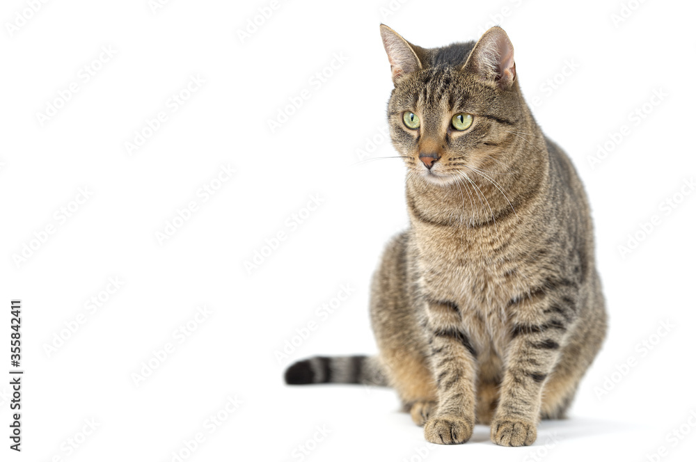 © elisartwork - Adult grey tabby cat sitting isolated on white background © elisartwork - Adult grey tabby cat sitting isolated on white background