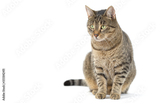 Photography Adult grey tabby cat sitting isolated on white background