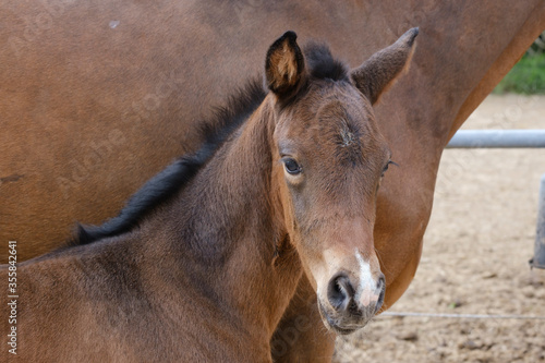 Close-up of a little brown foal horse standing next to the mother  during the day with a countryside landscape