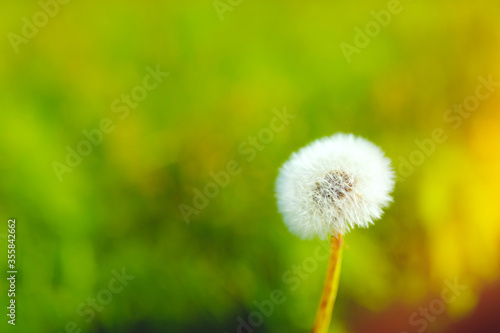 Close up shot of white fluffy dandelion