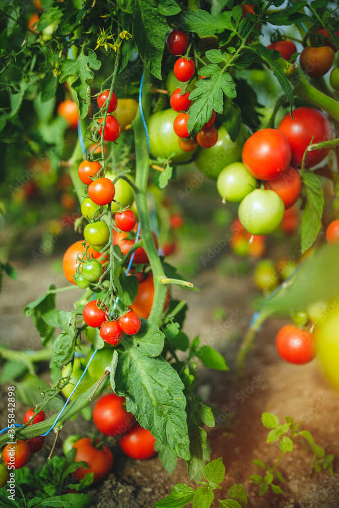 Organic red ripe tomatoes grown in a greenhouse Organic red ripe tomatoes grown in a greenhouse