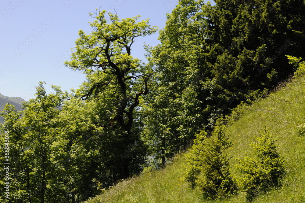 Chêne verdoyant et ondoyant au centre d'une forêt ou un bosquet d'arbres et sapins à flan de coteaux sur un chemin de randonnée dans les alpes suisses.