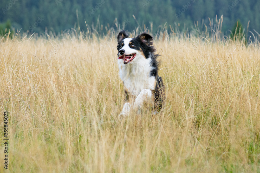 Australian Shepherd dog in autumn meadow. Happy adorable Aussie dog walking in grass field. Beautiful adult purebred Dog outdoors in nature.