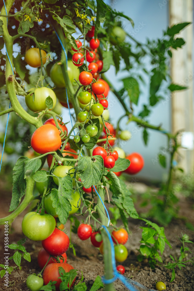 Organic red ripe tomatoes grown in a greenhouse Organic red ripe tomatoes grown in a greenhouse
