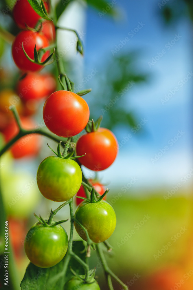Organic red ripe tomatoes grown in a greenhouse Organic red ripe tomatoes grown in a greenhouse