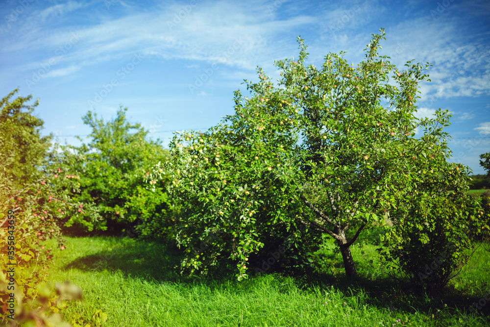 Obraz premium Organic apple tree at rural countryside farm