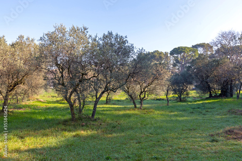 Olive Trees Saint Remy France