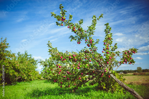 Organic apple tree at rural countryside farm