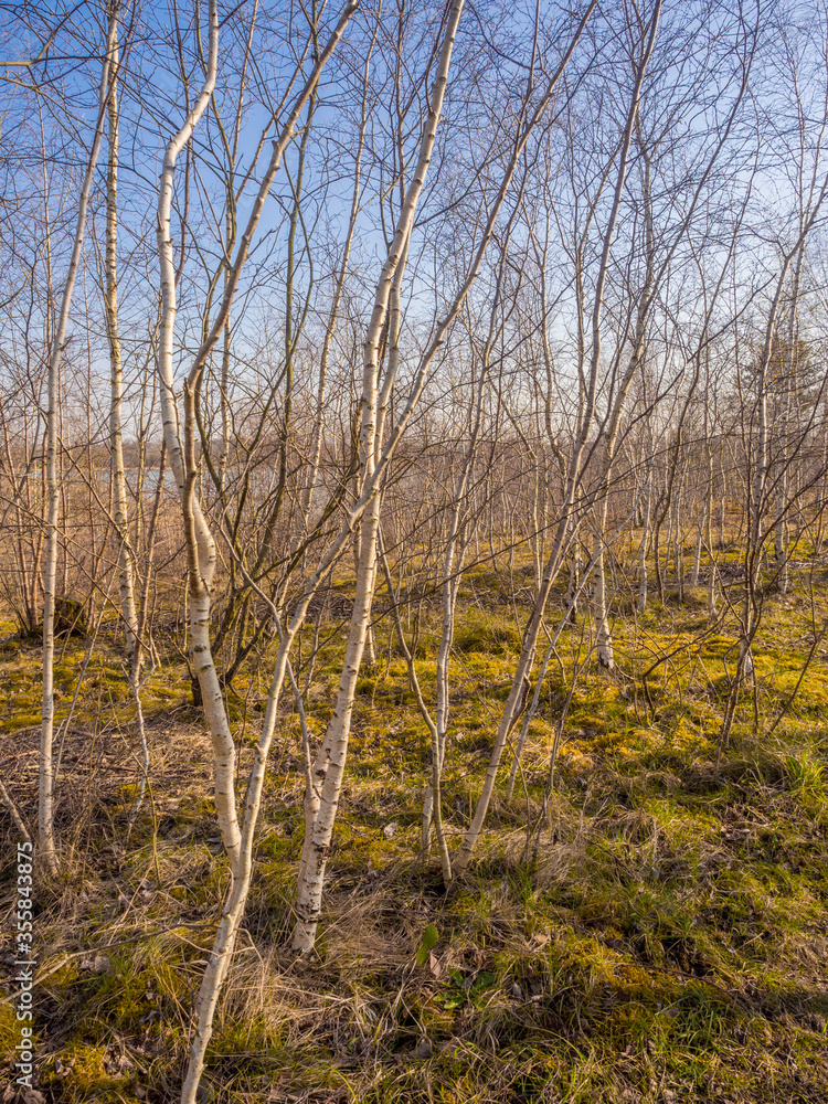 Silver birch trees in springtime sunshine at neumans flash, Northwich, Knutsford, Cheshire, Uk Silver birch trees in springtime sunshine at neumans flash, Northwich, Knutsford, Cheshire, Uk