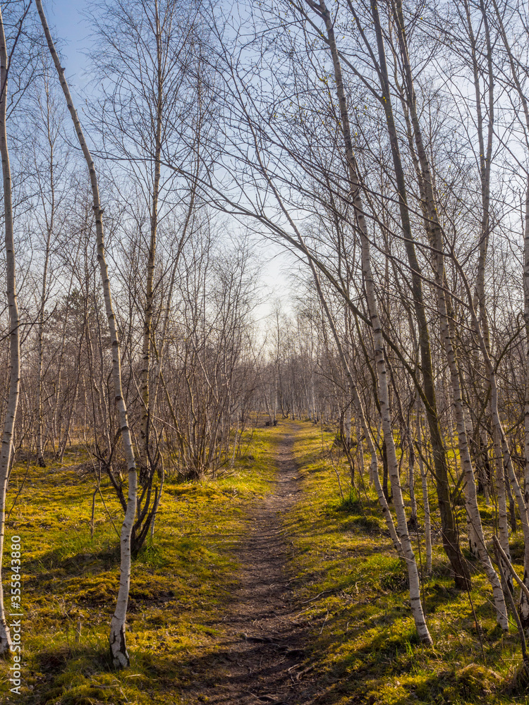 Silver birch trees in springtime sunshine at neumans flash, Northwich, Knutsford, Cheshire, Uk Silver birch trees in springtime sunshine at neumans flash, Northwich, Knutsford, Cheshire, Uk
