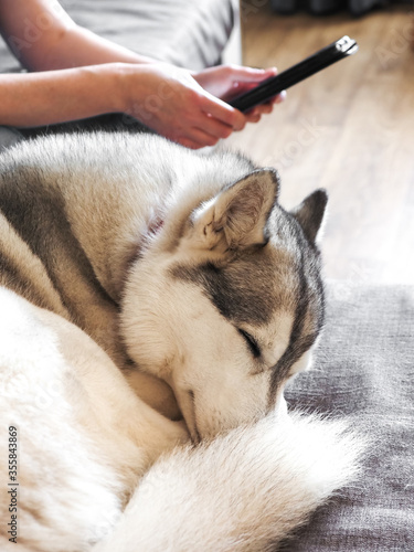 Woman using tablet with Husky dog sleeping next to her