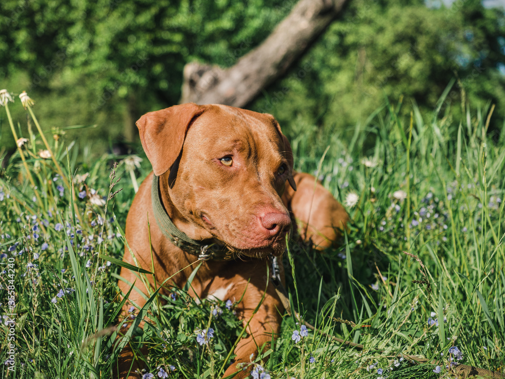 Lovable, pretty puppy of chocolate color. Close-up, outdoor. Day light. Concept of care, education, obedience training, raising pets Lovable, pretty puppy of chocolate color. Close-up, outdoor. Day light. Concept of care, education, obedience training, raising pets
