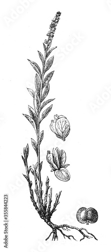 Snakeroot or (Polygala senega)  medicinal plant / Antique engraved illustration from Brockhaus Konversations-Lexikon 1908 photo