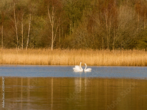 Male and female mute swans enjoying coutship dances in early springtime at Neumans flash lakes, Northwich, Knutsford, Cheshire, UK photo