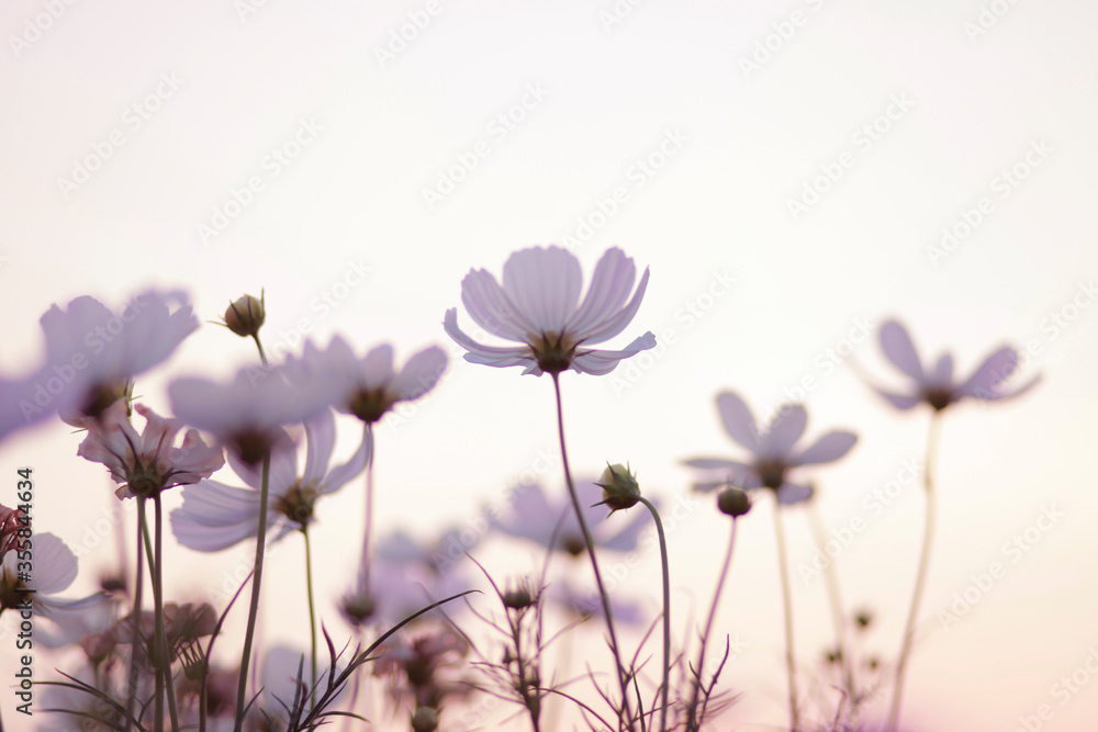 Fototapeta Widok jaskrawo kolorowych kwiatów w pogodny dzień i zachodzące słońce