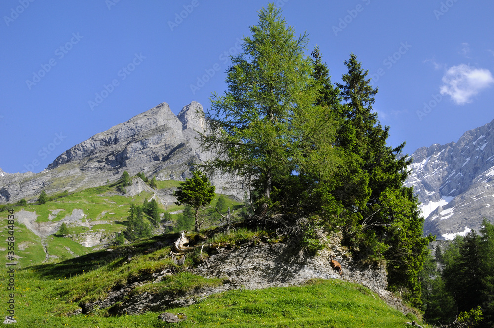 chèvre sur un rocher et un bosquet de pins sur fond de montagne, rochers et pâturage des alpes suisse.