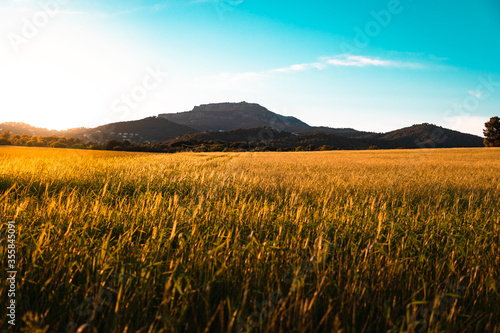 Sunset over wheat field and mountain in the background