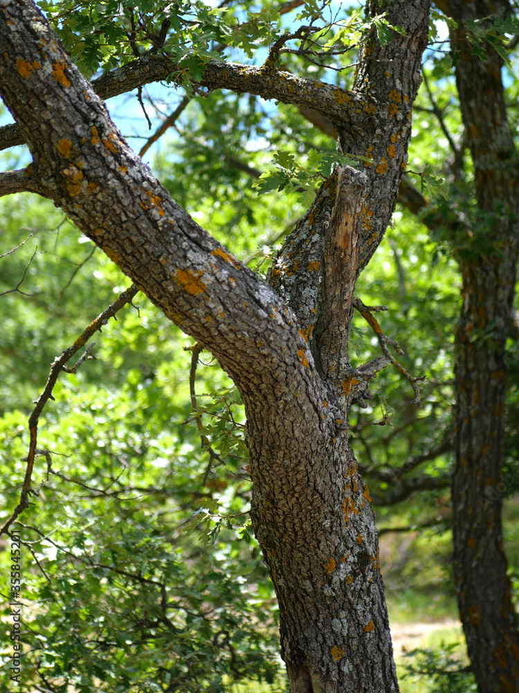 Arbre Arbre
