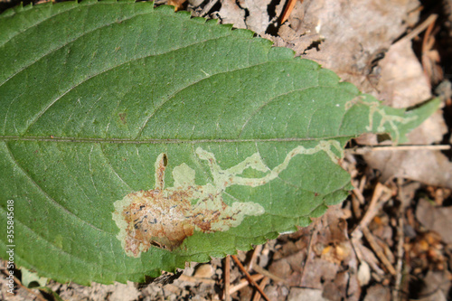 Small balsam (Impatiens parviflora) green leaf with mine of Phytoliriomyza melampyga photo