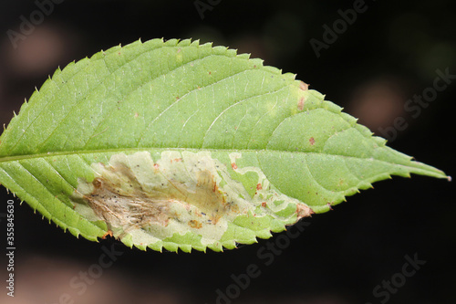 Small balsam (Impatiens parviflora) green leaf with mine of Phytoliriomyza melampyga photo