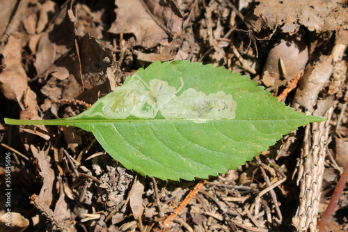 Small balsam (Impatiens parviflora) green leaf with mine of Phytoliriomyza melampyga