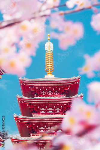 Sakura Blossom Spring Season in Asakusa Temple Tokyo photo