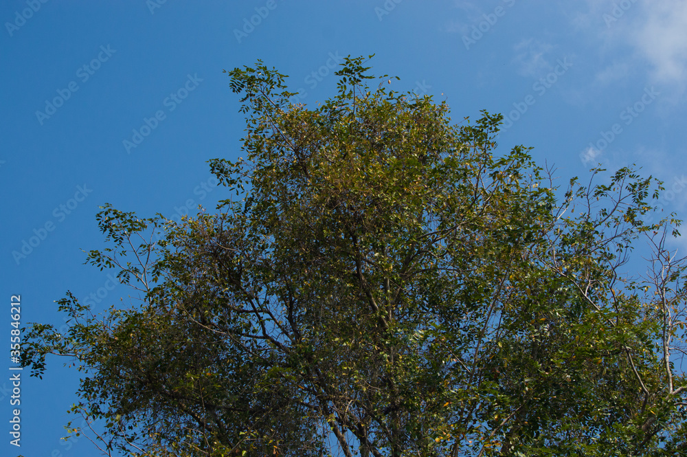 Obraz premium landscape