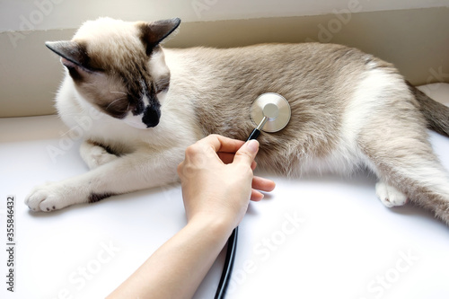 Veterinarian holding stethoscope and check up a Siamese cat stomach that lies on white table.Examination health of pet.First person view.
