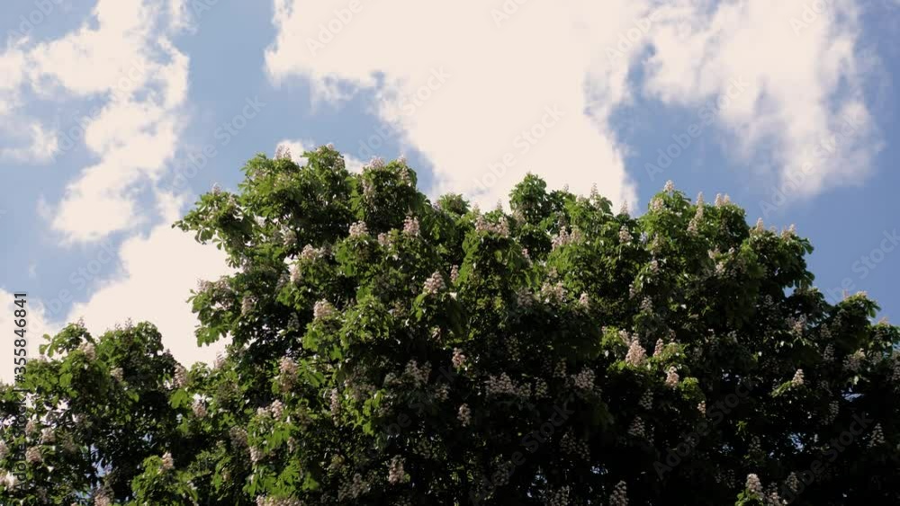 Against the background of the blue sky, a huge sprawling flowering chestnut. Sunny summer day. Against the background of the blue sky, a huge sprawling flowering chestnut. Sunny summer day.