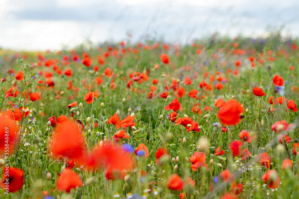 flower meadow with poppies and grass flower meadow with poppies and grass