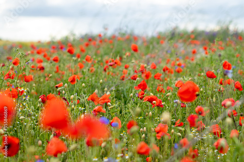 flower meadow with poppies and grass