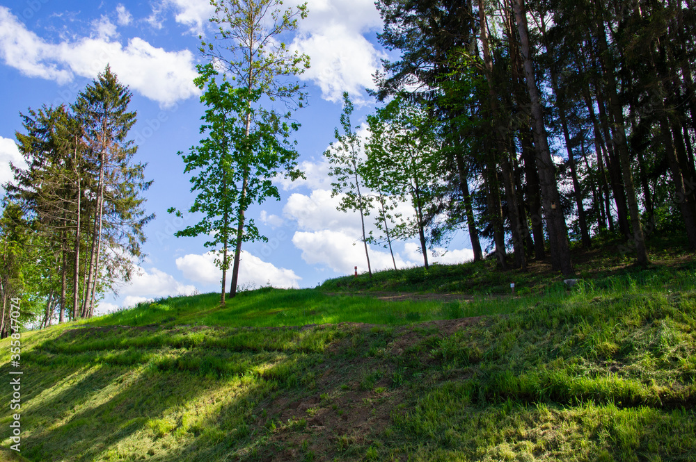 Obraz premium Green summer forest hill near the road