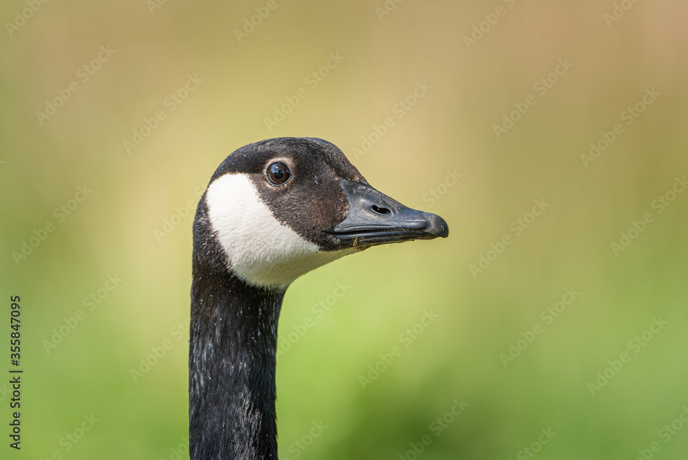 A closeup head shot of a single isolated canada goose in profile. A closeup head shot of a single isolated canada goose in profile.