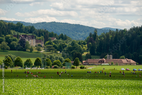 ERDBEERLAND STIFT REIN. STRAWBERRY FIELD photo