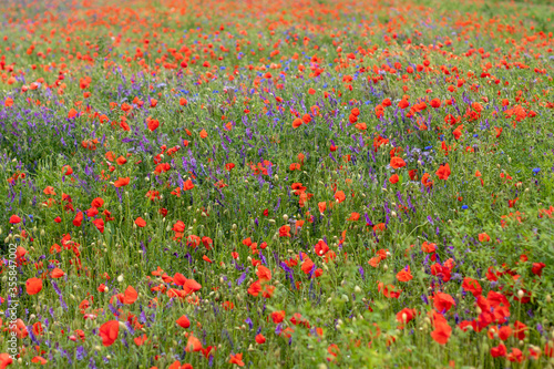 flower meadow with poppies and grass