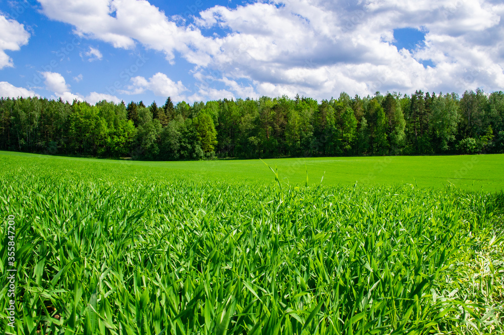 Green grass agricultural field in summer with blue sky