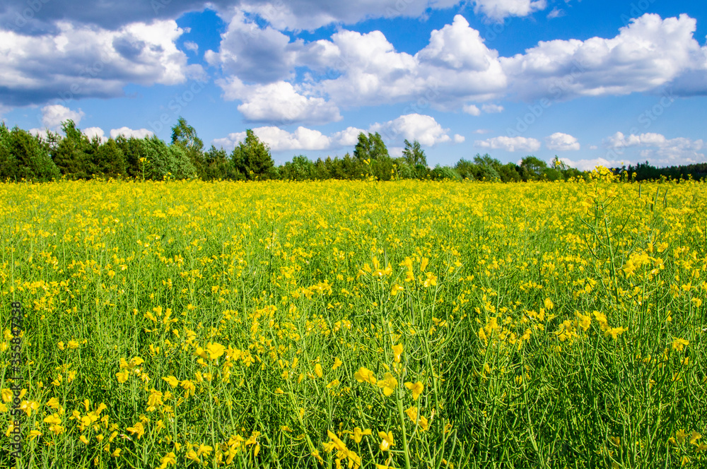 Yellow rapeseed agricultural field in summer with blue sky