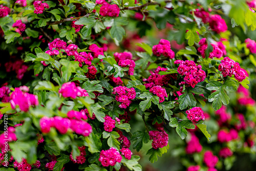 Spring time. Blooming decorative hawthorn with pink small flowers.