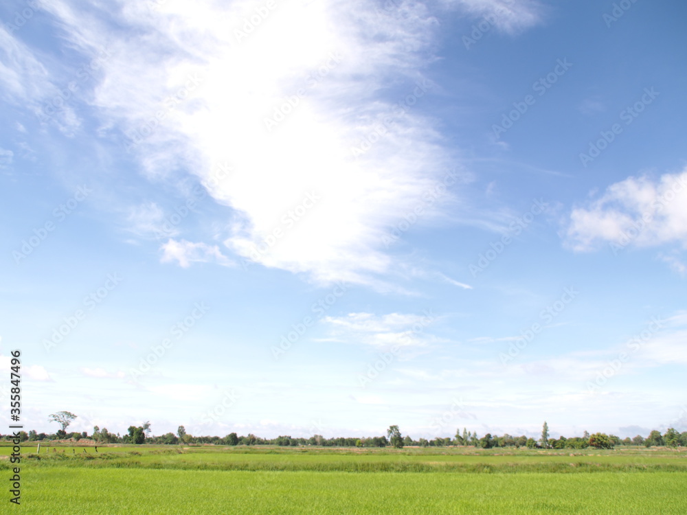 Obraz premium green field and blue sky