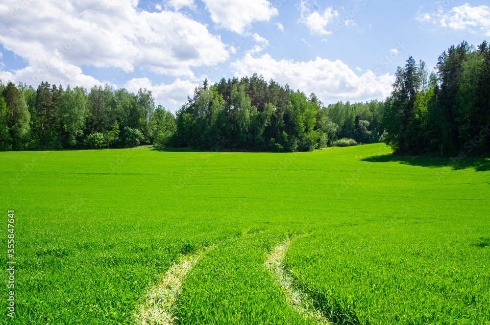 Agricultural field landscape of green grass in summer with blue sky
