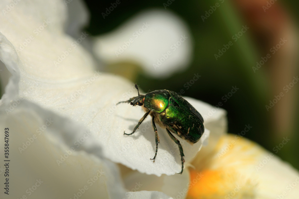 Beetle sitting on flower in garden Beetle sitting on flower in garden