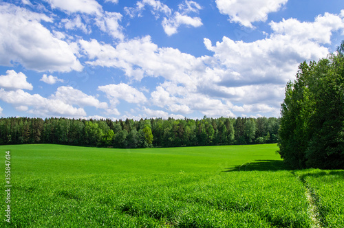 Agricultural field landscape of green grass in summer with blue sky © Payllik