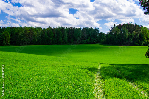 Fototapeta Naklejka Na Ścianę i Meble -  Agricultural field landscape of green grass in summer with blue sky